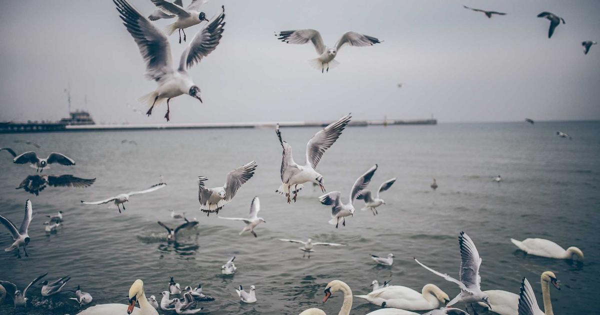 Soy Wax vs Paraffin for Candle Making: Which Burns Better?